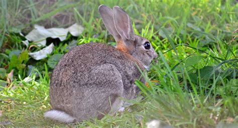 Do Rabbits Have Long Tails? – My Rabbit Pet