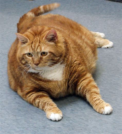 Former 41 Pound Fat Cat In Texas Slims Down To 19 Pounds Gets Closer