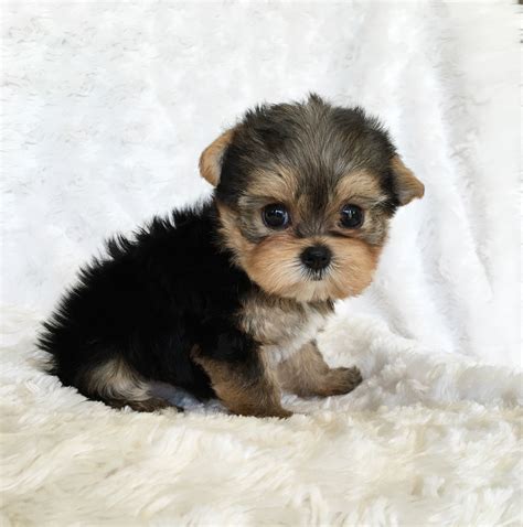 Teacup Yorkie Puppy For Sale Lilly Iheartteacups