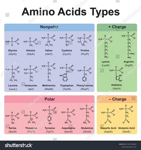 Tabla de tipos de ácidos aminoácidos vector de stock libre de