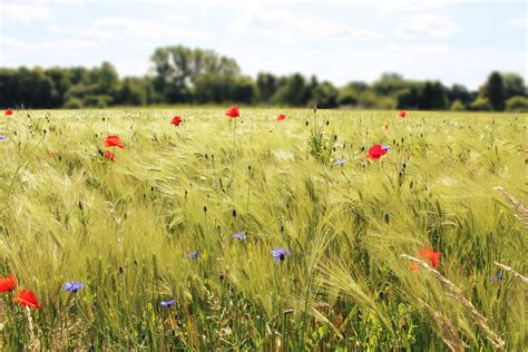 Free Images Landscape Nature Sky Lawn Meadow Grain Prairie