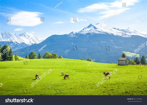 Idyllic Alpine Scenery Cows Grazing On Stock Photo 721122355 Shutterstock