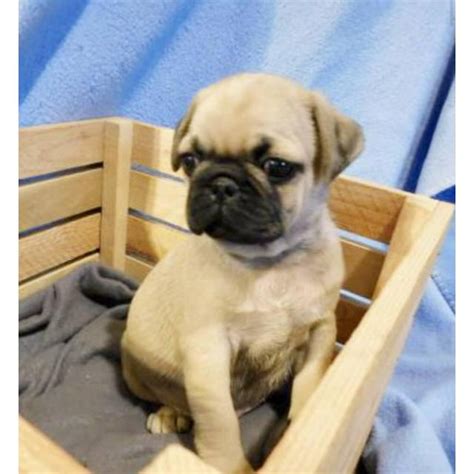 He's also crate trained, up to date with shots and wormings. 2 males pug puppies in Phoenix, Arizona - Puppies for Sale ...