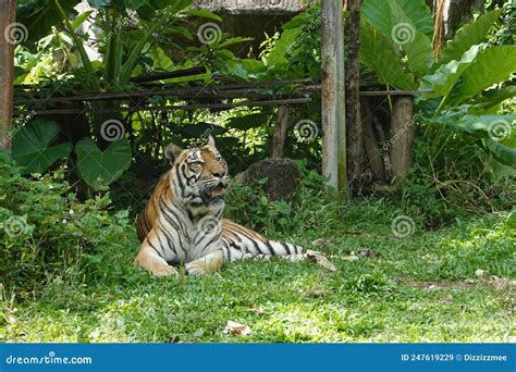 Close Up Indochinese Tiger Stock Image Image Of Portrait 247619229