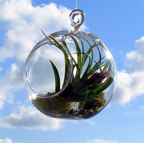 Air Plant Hanging Terrarium Clear Glass Orb Globe Kit With Etsy