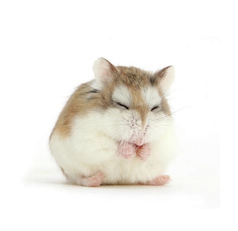 Roborovski Hamster Asleep Sitting Up Photograph By Mark Taylor