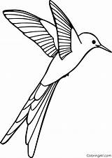 Hummingbird Coloring Simple Flying sketch template