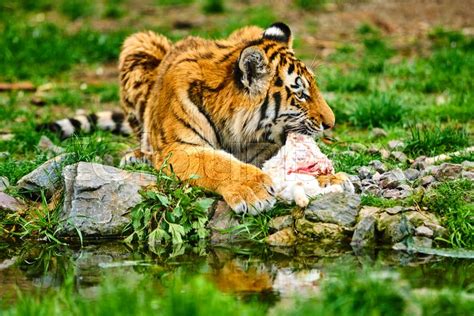 Tiger Eating Siberian Tiger Stock Photo Colourbox