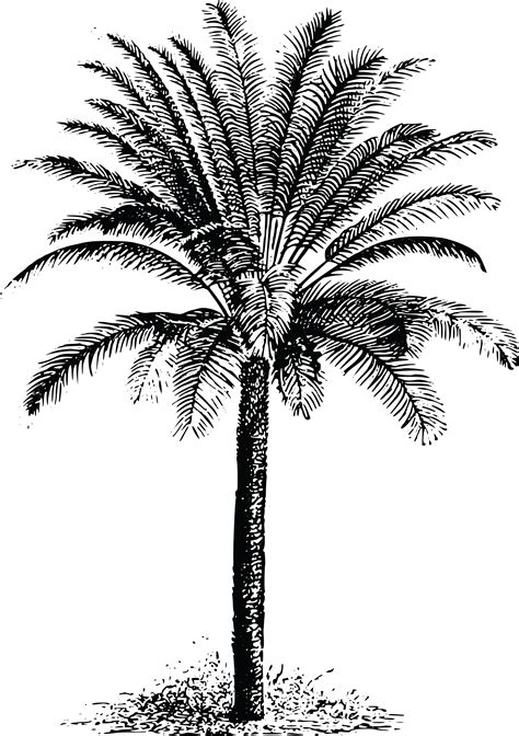 Date Palm Png Png All Png All