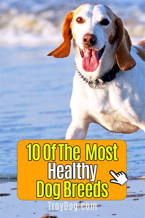 Последние твиты от adopt me! 10 Of The Most Healthy Dog Breeds in 2020 | Healthiest dog breeds, Dog breeds, Scary dogs