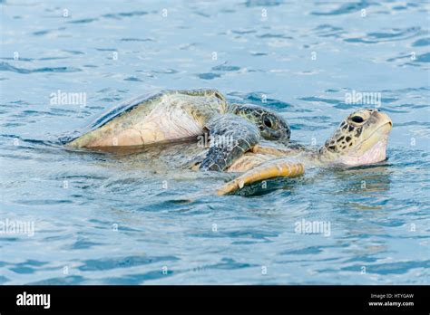 Green Sea Turtles Chelonia Mydas Mating In Ocean Semporna Sabah