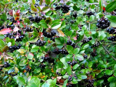 My Nature Photography Black Chokeberry Fruits Aronia Melanocarpa