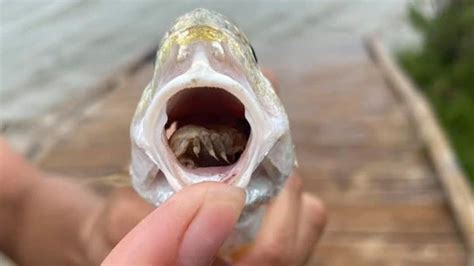 Fish Caught With Live Tongue Eating Parasite In Its Mouth