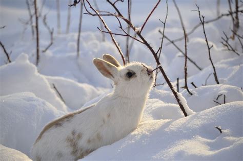 What To Feed Your Rabbit In Winter The Best Winter Foods For Rabbits