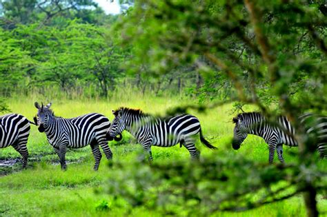 List Of All Uganda National Parks