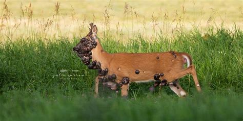 Deer Covered In Tumors Caught On Camera Fox News