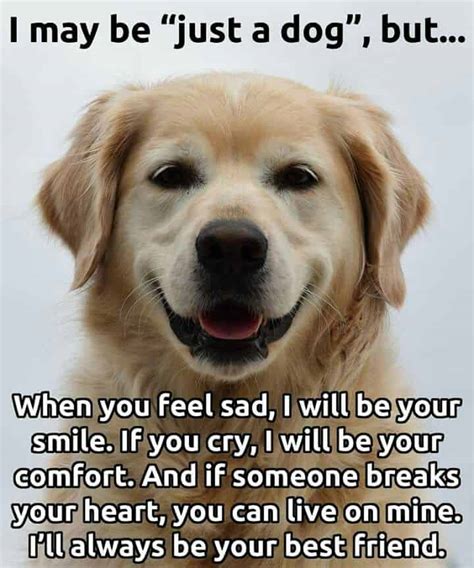 Sad Dog Quotes We Need Fun