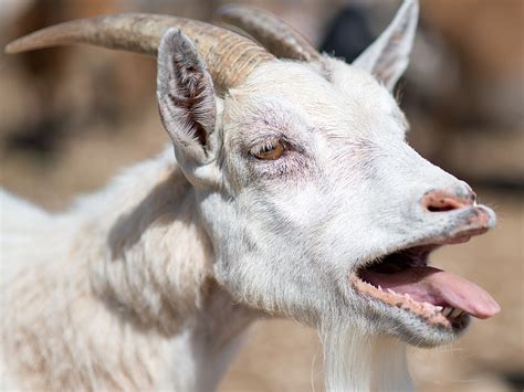 Goat Body Language Faq Backyard Goats
