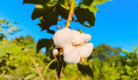Cotton Plant How To Grow And Care Tips