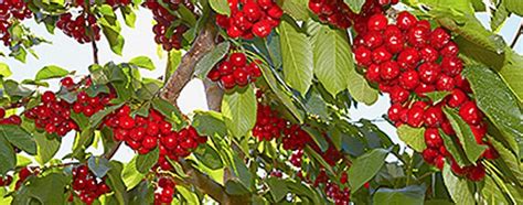 Facts About Growing And Caring For Cherry Trees Dreamworks