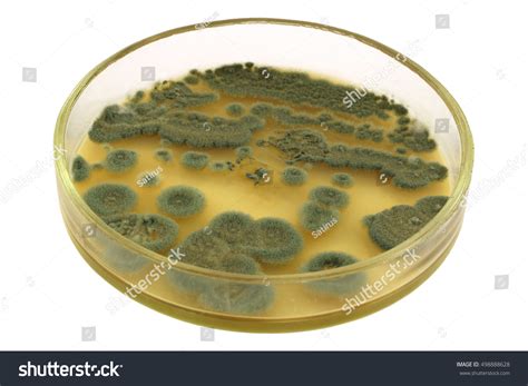 Green Colonies Allergenic Fungus Penicillium Air Stock Photo 498888628