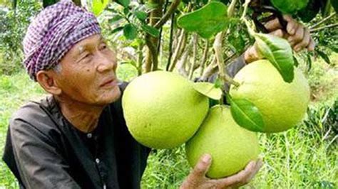 How To Grow Pomelo In Your Garden Pomelo Organic Fruit