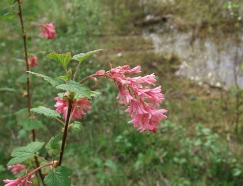 Red Flowering Currant Ribes Sanguineum Native Plants Pnw
