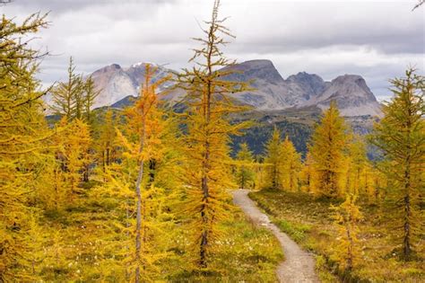 Premium Photo Beautiful Golden Larches In Mountains Canada Fall Season
