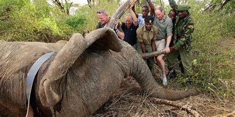 Prince William Praises 5 Year Sentence For Ivory Rhino Horn Trafficker