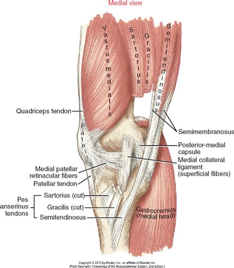 In addition to the bones and joints, the shoulder contains a network of soft tissues, such as muscles, tendons, and ligaments. KINS Chapter 13 - Knee at Lynchburg College - StudyBlue