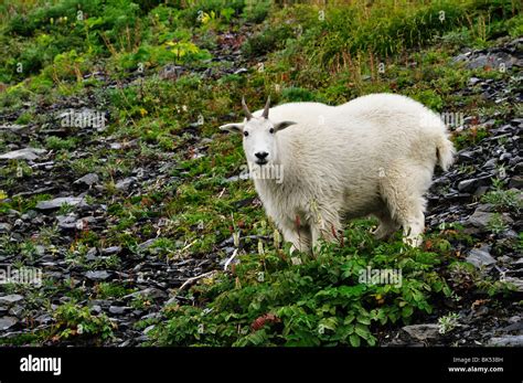 Mountain Goat Kenai Fjords National Park Alaska Usa Stock Photo Alamy