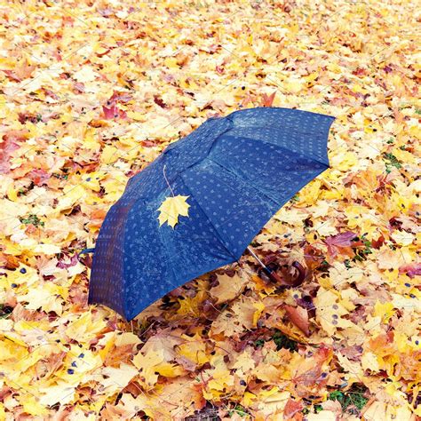 Umbrella In The Autumn Park Nature Stock Photos Creative Market