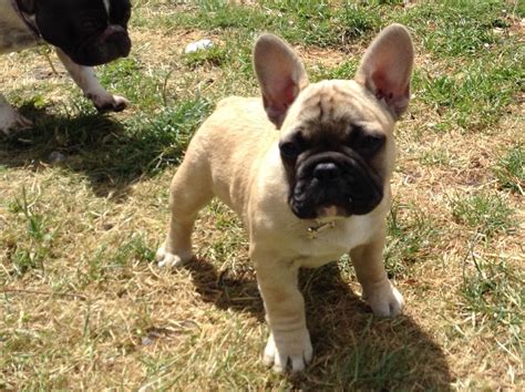 10:28 dogs are awesome recommended for you. Stunning Cream French Bulldogs pups | Andover, Hampshire ...