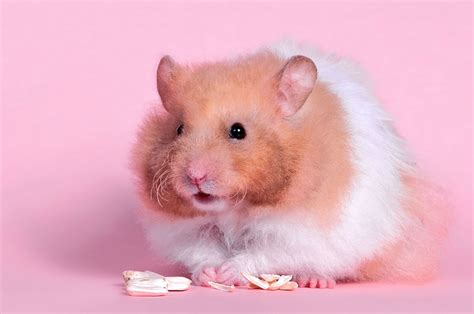 Wallpaper Gambar Cute Hamster