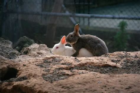 How Do Rabbits Mate Simplyrabbits Rabbit Care