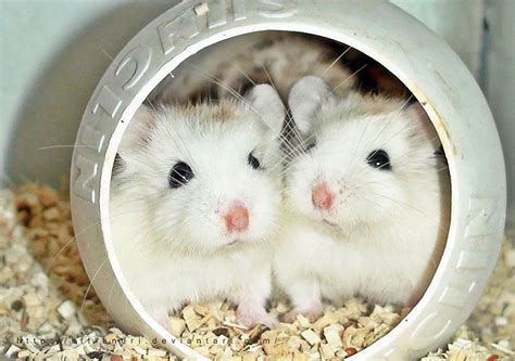 20 Of The Cutest Hamsters Youve Ever Seen Cute Hamsters Funny