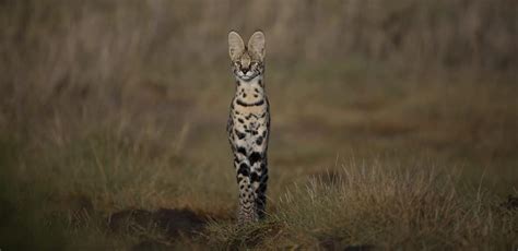 Get To Know The Great Namiri Plains Apex Predators