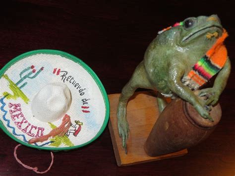 Taxidermy Oddities Vintage 65 Green Frog W Wooden Drum Sarape