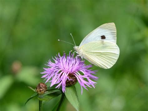 Wikipedia Picture Of The Day On July 14 2020 Large White Another