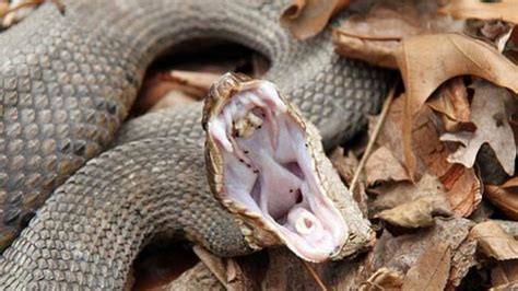 Snake Bites And Dogs Most Venomous Snakes For Dogs Petmd