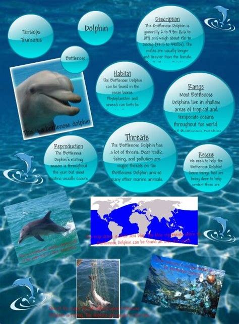 Dolphins Ocean Ecosystem Dolphins Ecosystems