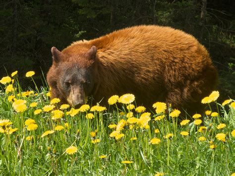 Grizzly Bear Eating Dandelions Near Road Through Kottenay Np Bc