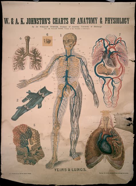 Veins And Lungs Early 20th Century Anatomical Wall Chartsearly 20th