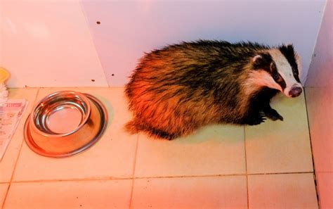 East Huntspills Secret World Wildlife Team Rescues Badger From Bristol