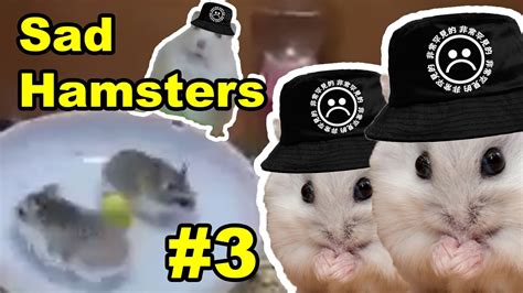 Sad Stories Os Hamsters Youtube