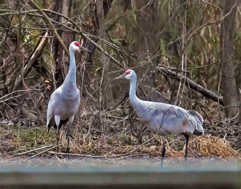 Sandhill Crane Crane Southern Birds Animals Animales Animaux Bird