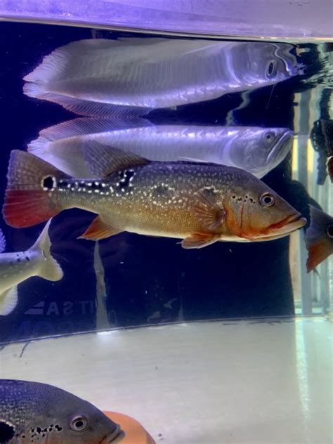 For Sale Fogo Peacock Bass