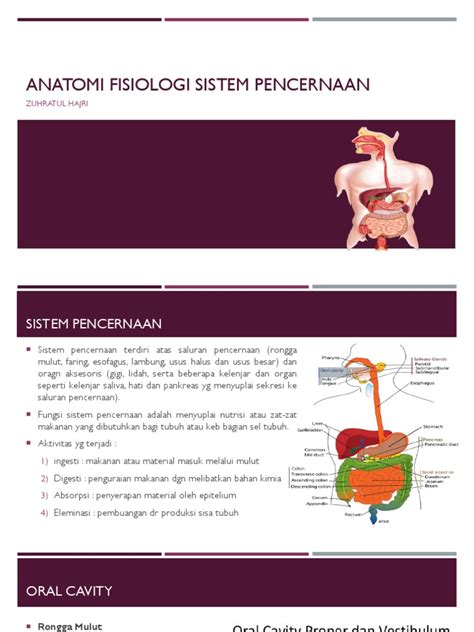 Anatomi Fisiologi Sistem Pencernaan Pdf