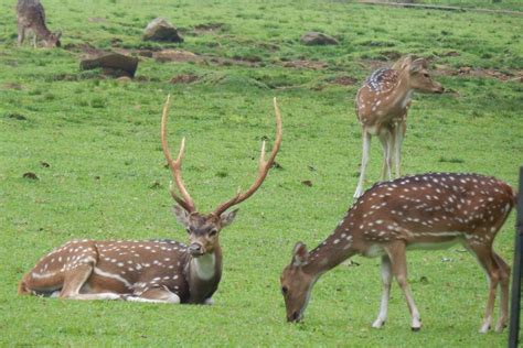 Things To Know About Deer Park Hauz Khas Lbb Delhi