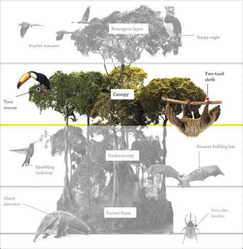 The trees are so densely packed that rain can take 10 minutes to reach the ground after hitting the canopy. What animals live in the canopy layer of the rainforest ...